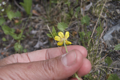 Ranunculus pedatifidus affinis