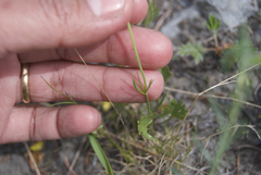 Ranunculus pedatifidus affinis