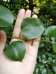 Pyrus communis