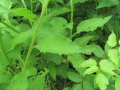 Symphytum asperum