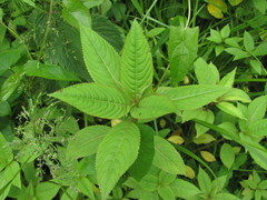 Impatiens glandulifera