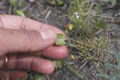 Ranunculus pedatifidus affinis