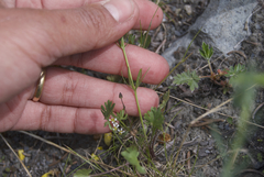Ranunculus pedatifidus affinis