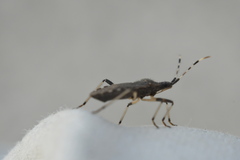 Dicranocephalus setulosus