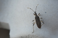 Dicranocephalus setulosus