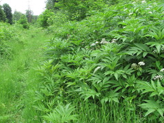 Sambucus ebulus