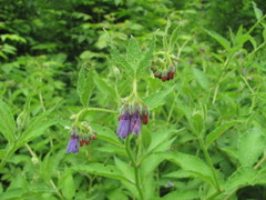 Symphytum asperum