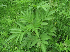 Sambucus ebulus
