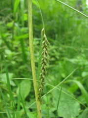 Carex sylvatica