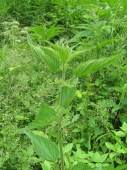 Urtica dioica