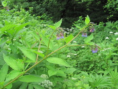 Symphytum asperum