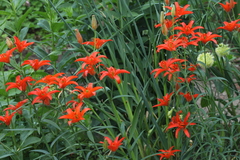 Lilium concolor partheneion