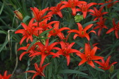 Lilium concolor partheneion
