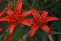 Lilium concolor partheneion