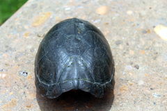 Kinosternon integrum