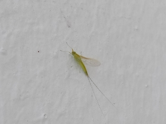 Ephemeroptera