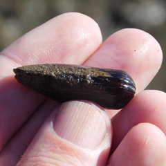 Zelithophaga truncata