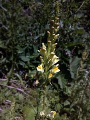 Linaria vulgaris
