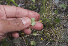 Ranunculus pedatifidus affinis