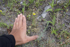 Ranunculus pedatifidus affinis