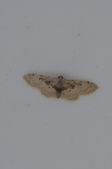 Idaea intermedia