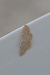 Idaea palaestinensis