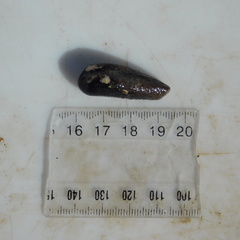 Zelithophaga truncata