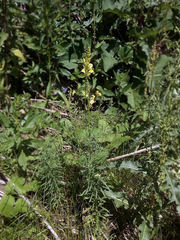 Linaria vulgaris
