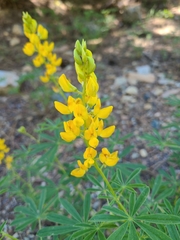 Lupinus croceus