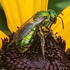 Augochlora pura