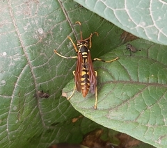 Polistes weyrauchorum