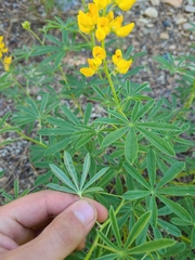 Lupinus croceus
