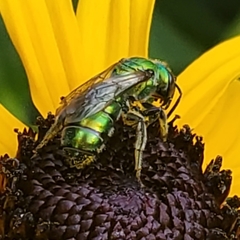 Augochlora pura