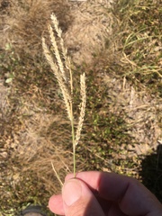 Eriochloa