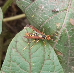 Polistes weyrauchorum