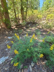 Lupinus croceus