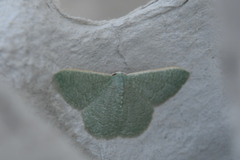 Phaiogramma faustinata