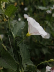Convolvulus arvensis
