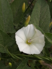 Convolvulus arvensis
