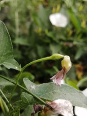 Convolvulus arvensis