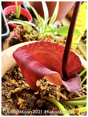 Typhonium roxburghii