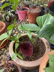 Typhonium roxburghii