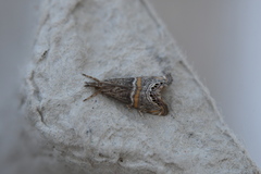 Euchromius superbellus