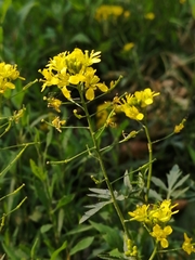 Rorippa sylvestris