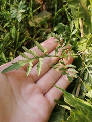 Rorippa sylvestris