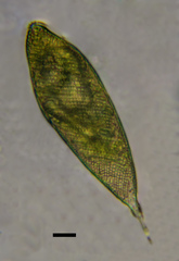 Lepocinclis fusca
