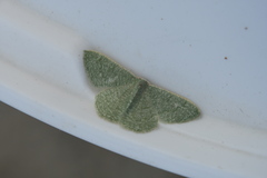 Phaiogramma faustinata