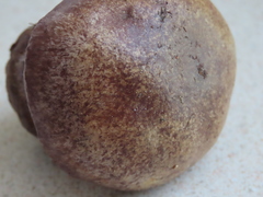 Cortinarius subolivascens