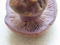 Cortinarius subolivascens