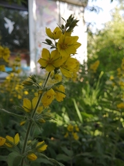 Lysimachia punctata